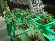 200906-asagao1.jpgのサムネール画像