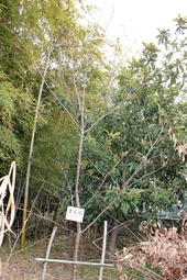 BL-20110217-06.jpg