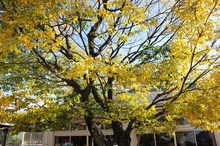 BL-20121205-01.jpg