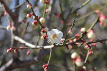 BL-20130305-21.jpg