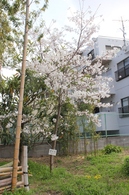 BL-20140409-26.jpg