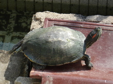 DSC06480.JPG