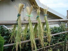 DSC08959.JPG