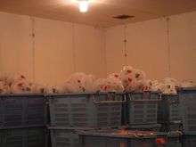 201002-tamasei7.jpg