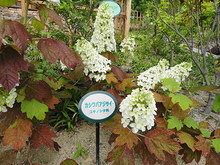 DSC00719.JPG