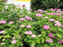 DSC00723.JPG