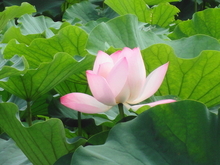 DSC01153.JPG