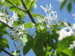 800px-Chionanthus_retusus_flower.jpg