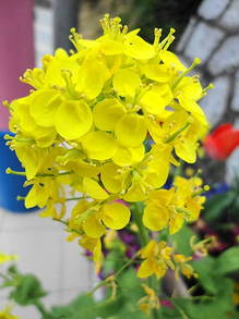 DSC06723.JPG