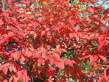 DSC01767.JPG