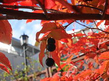 DSC01771.JPG