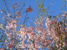 DSC00237.JPG