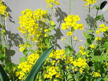 DSC00241.JPG