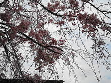 DSC03812.JPG