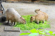 DSC00922.JPG